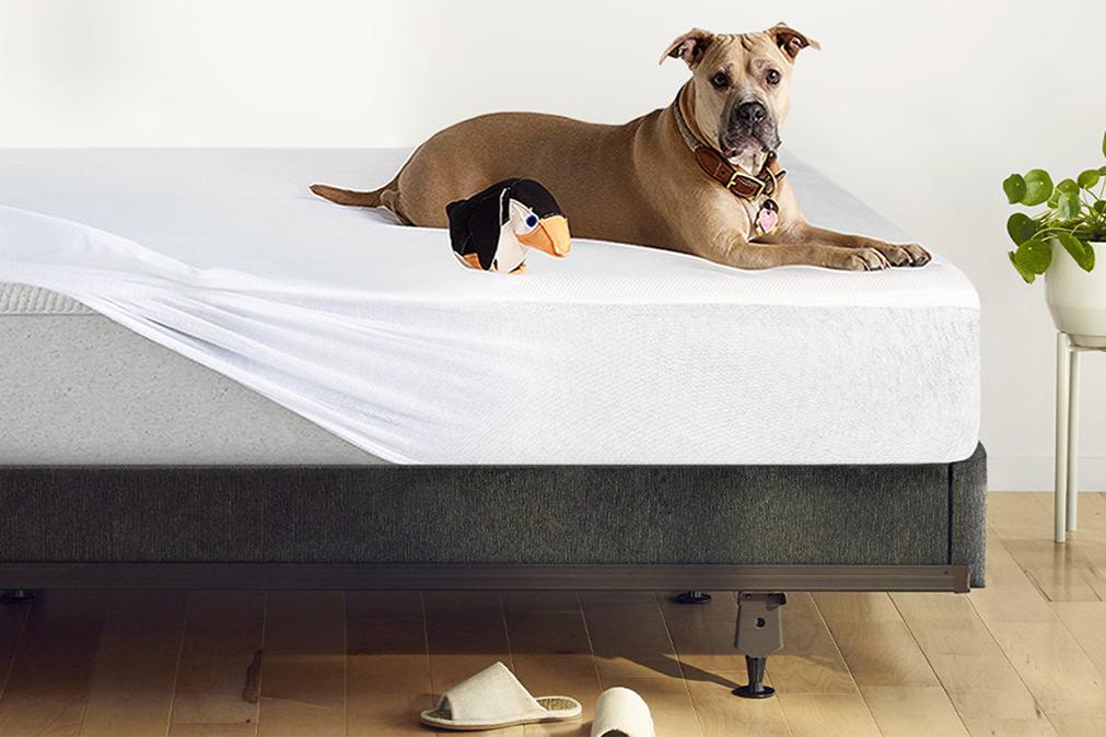 A dog lying on top of a mattress with a breathable mattress protector over it