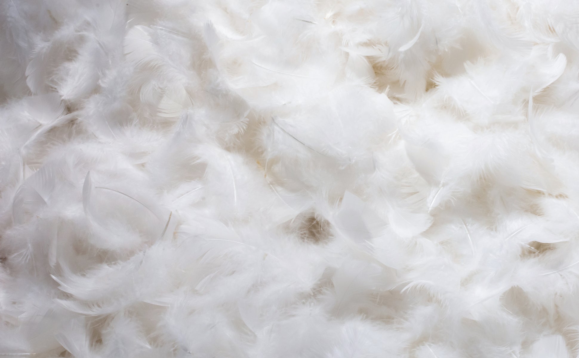 Close-up image of the down feathers inside the Down Pillow