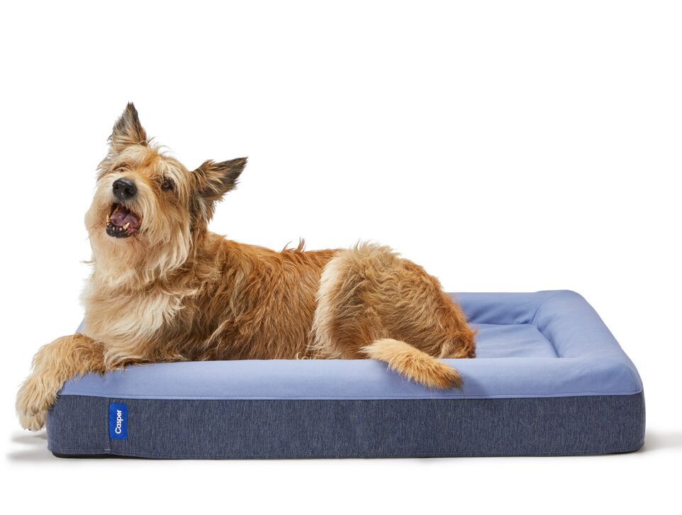 A happy dog lying in the Dog Bed