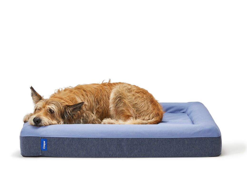 A happy dog lying down in the Dog Bed