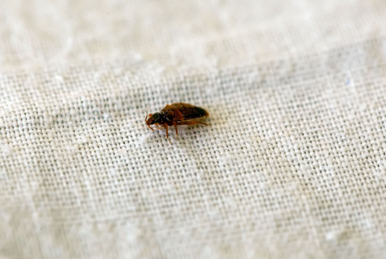 Bed bug eggs on sheets