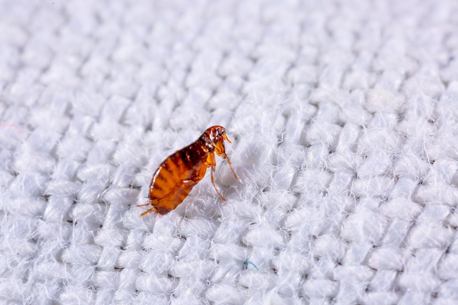 Signs of Fleas in Your Bed 