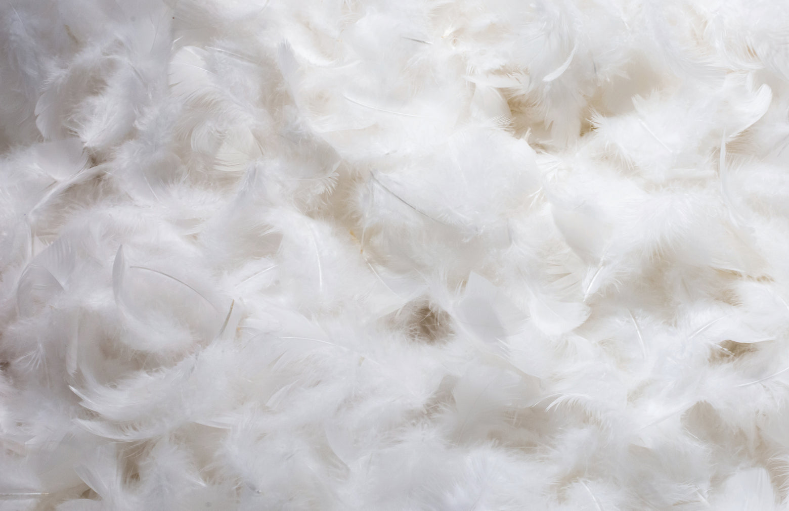 Close-up image of Down feathers